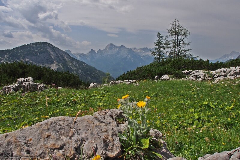 Mountain Meadow with Flowers — Green, Serene