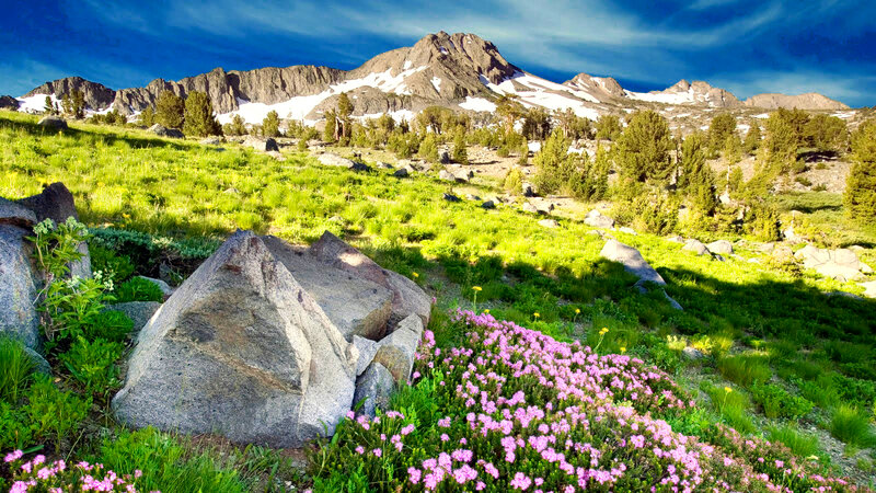 Mountain Meadow with Flowers — Green