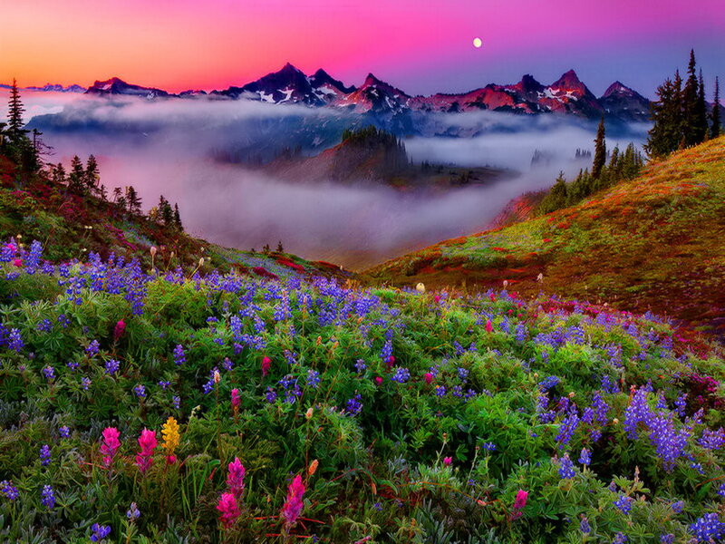 Mountain Meadow with Flowers — Purple