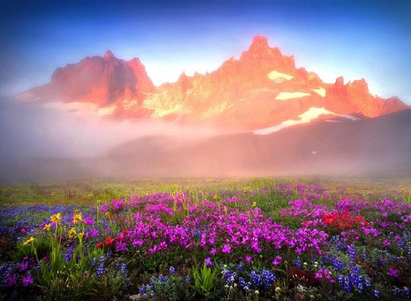 Mountain Meadow with Flowers