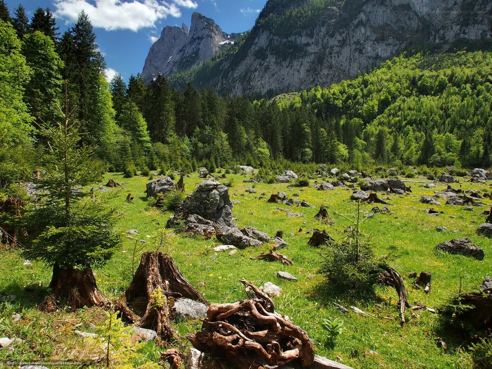 Mountain meadow with forest and rocks