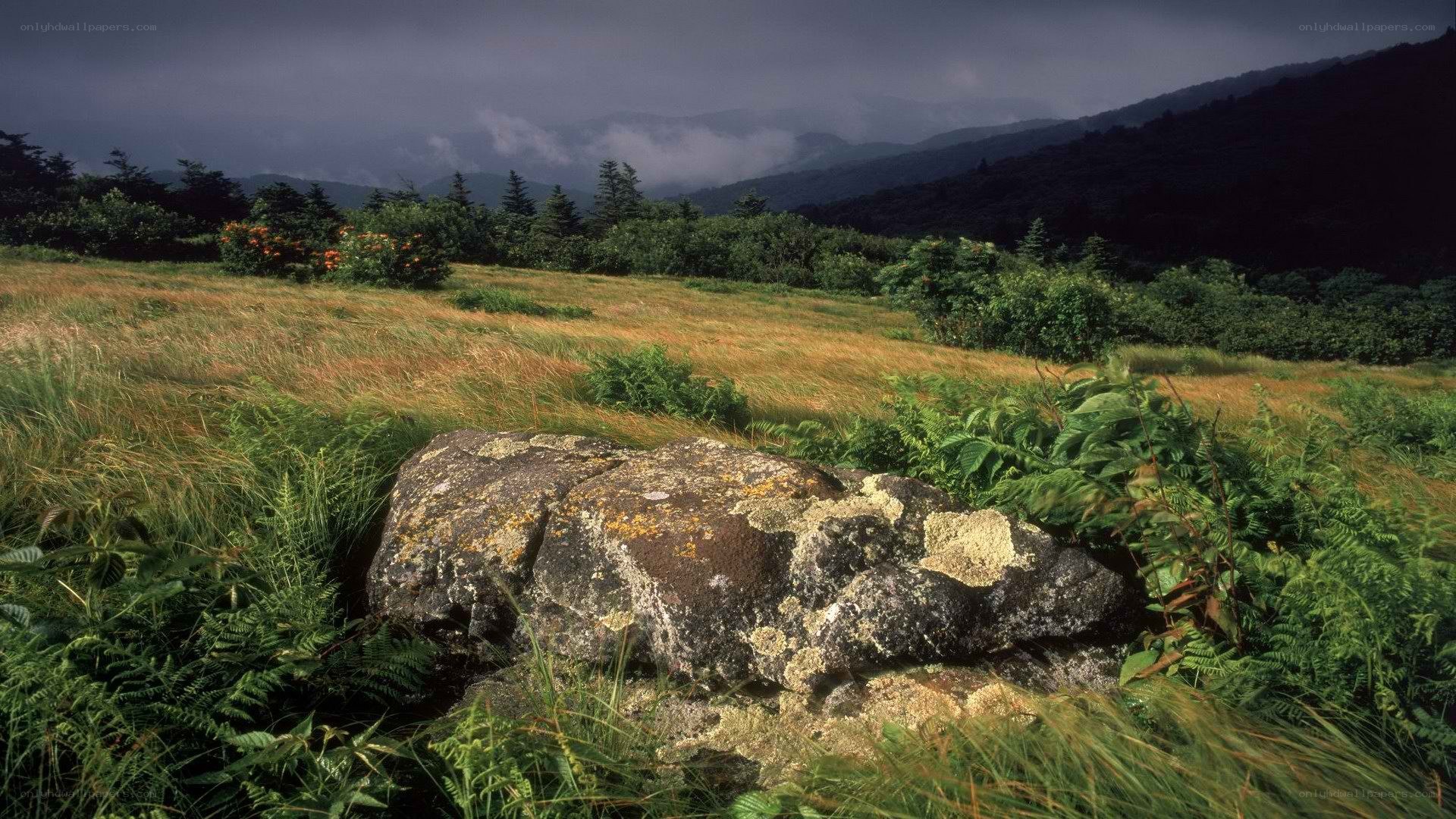 Mountain meadow with lichen-covered rock