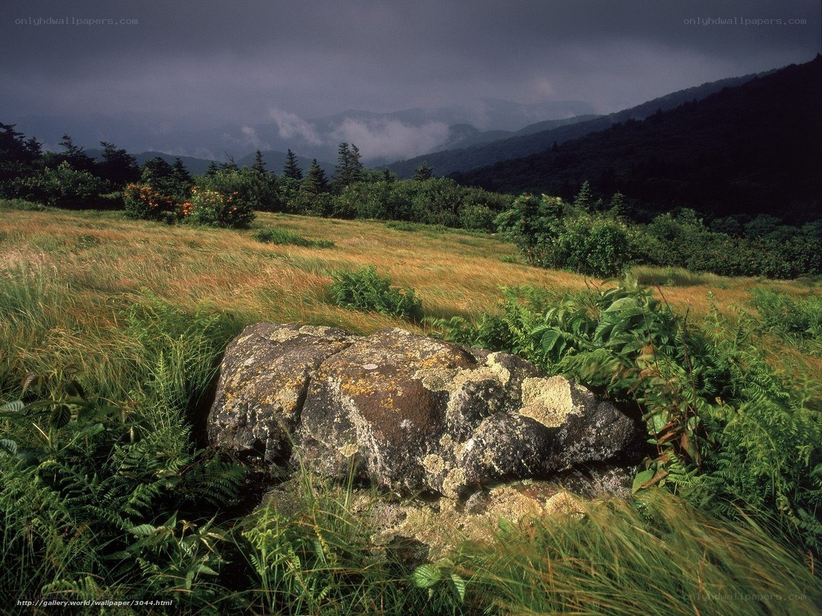 Mountain meadow with lichen-covered rock