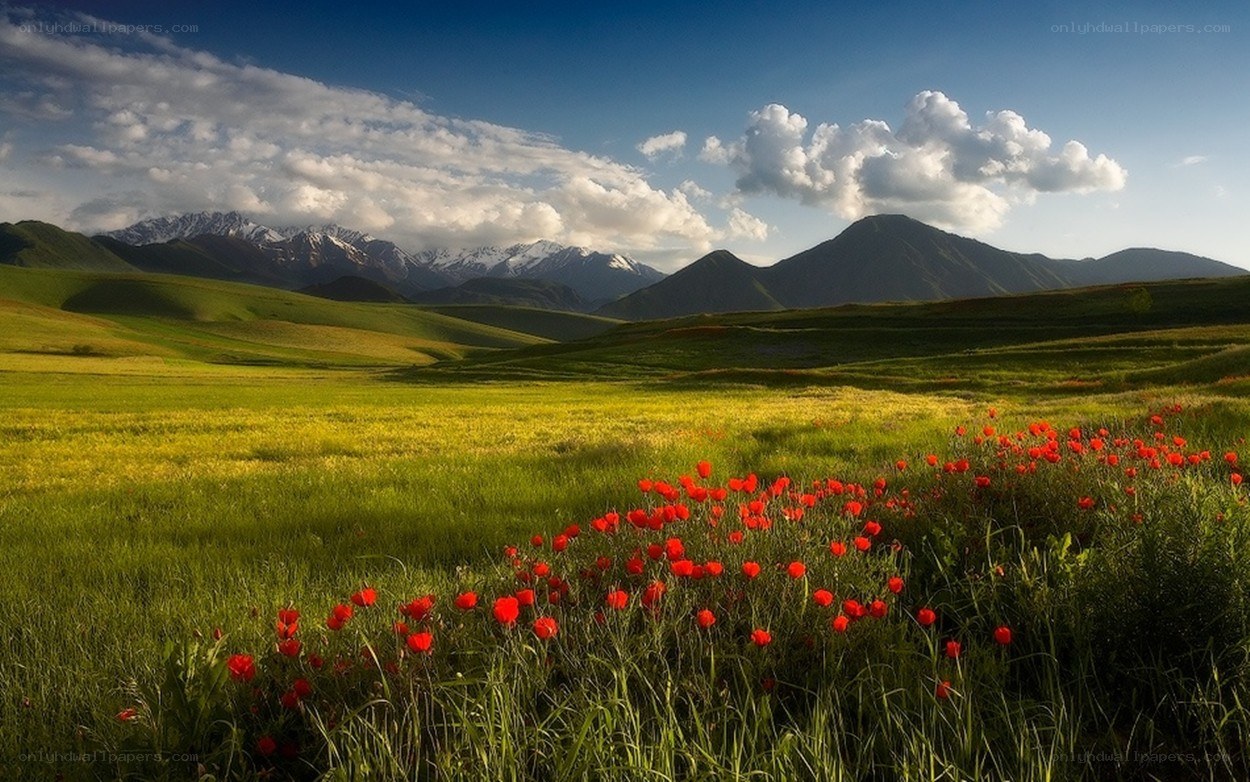 Mountain meadow with poppies