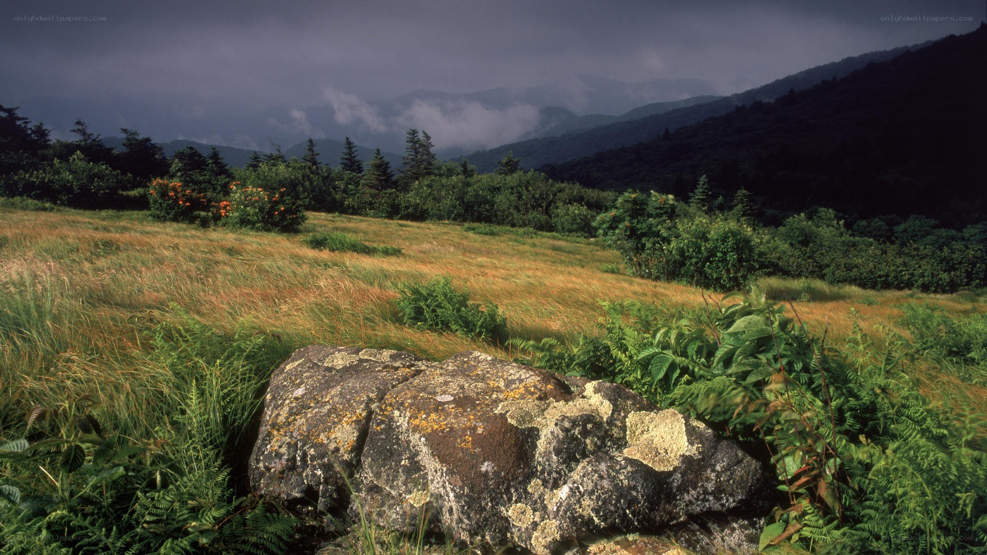 Mountain meadow with rocky foreground