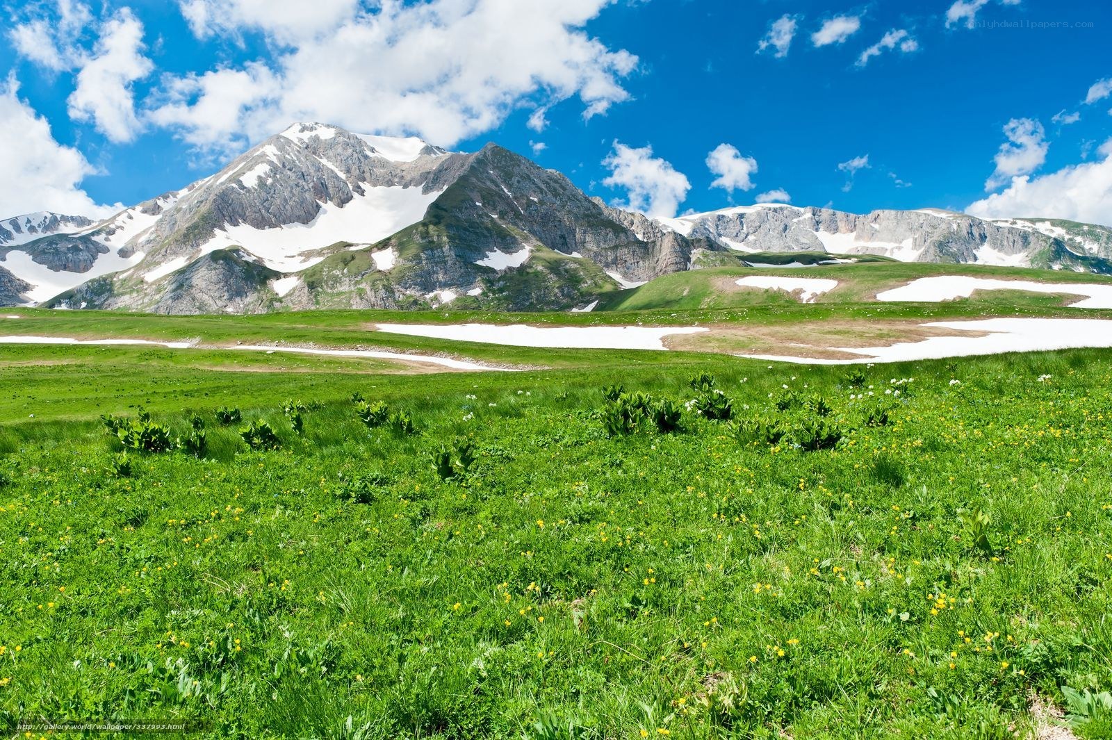 Mountain meadow with snow-capped peaks