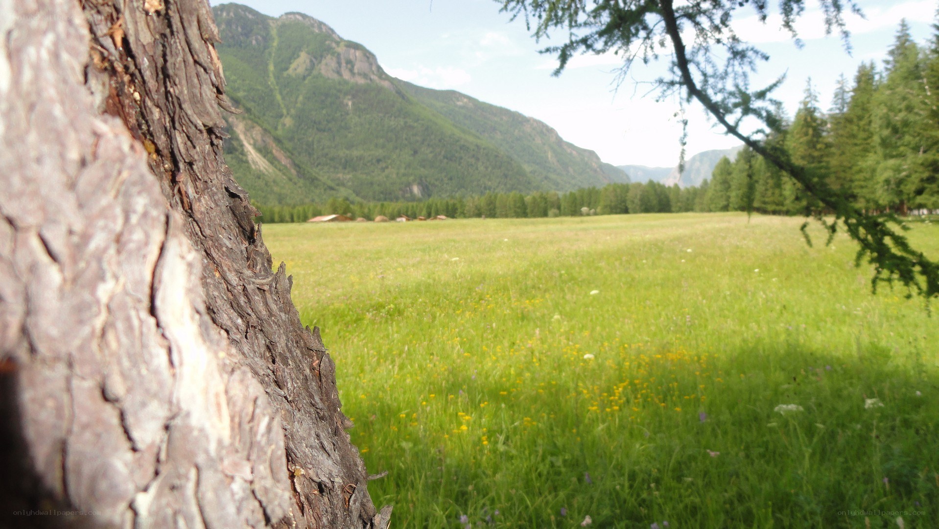 Mountain meadow with tree trunk
