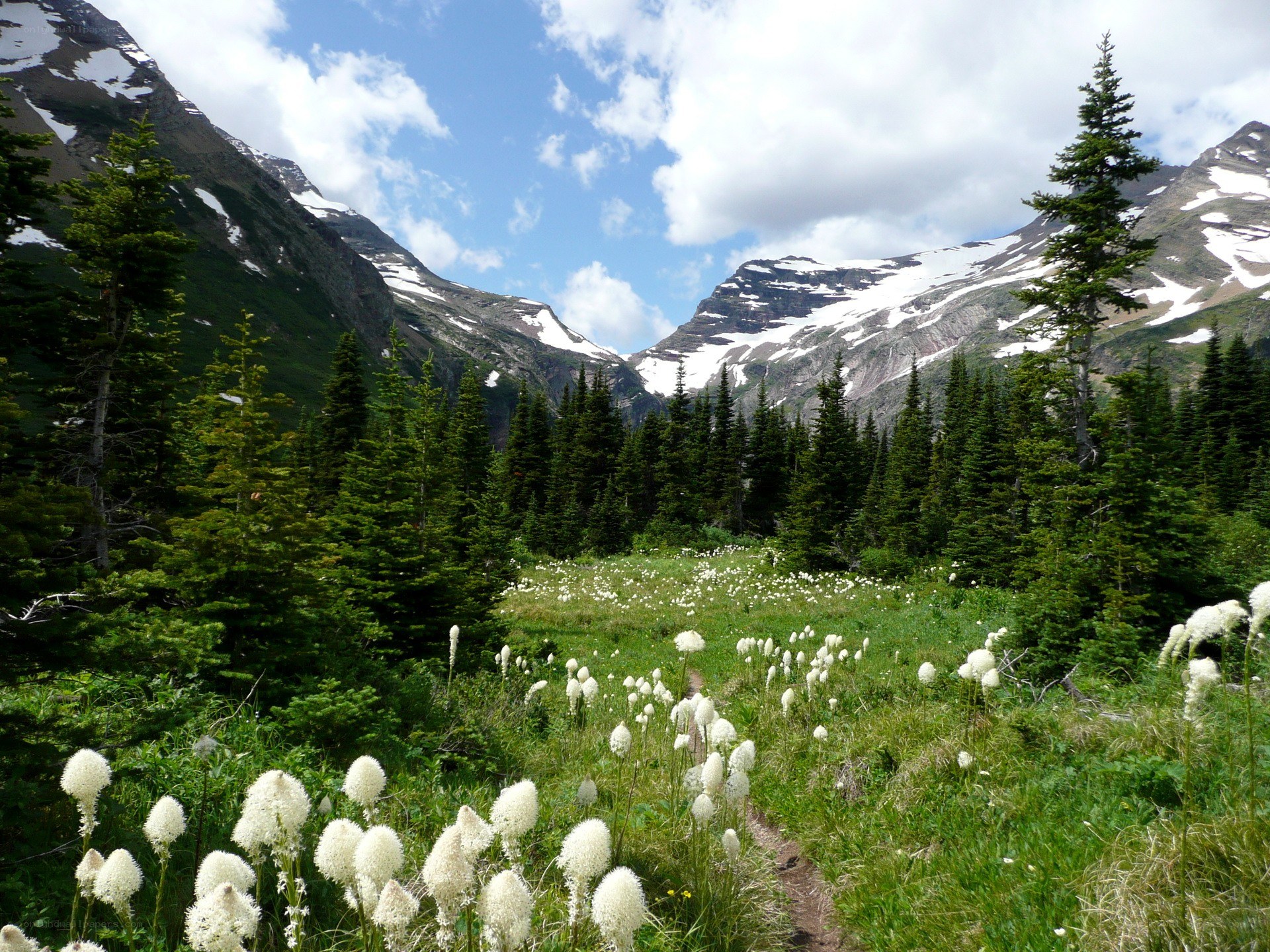 Mountain meadow with white flowers