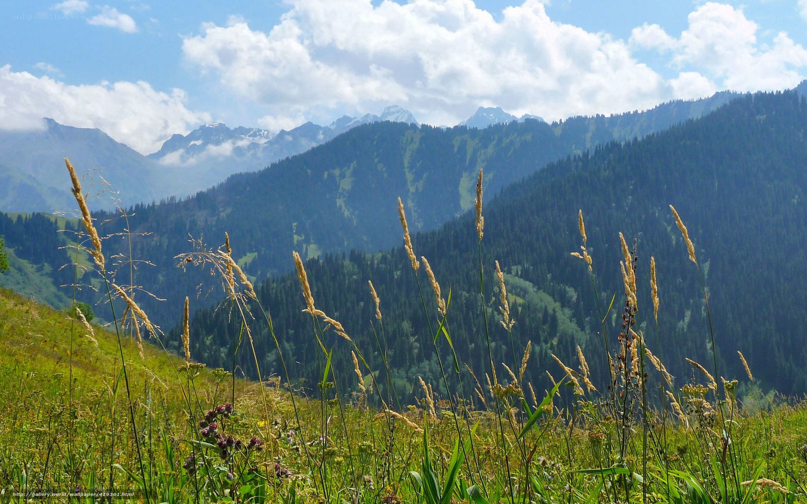 Mountain meadow with wild grass