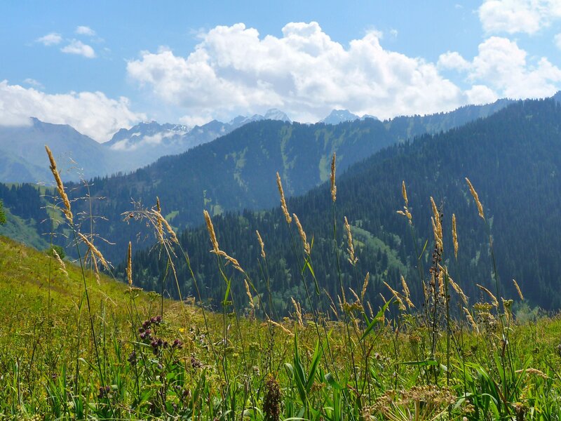 Mountain meadow with wild grasses