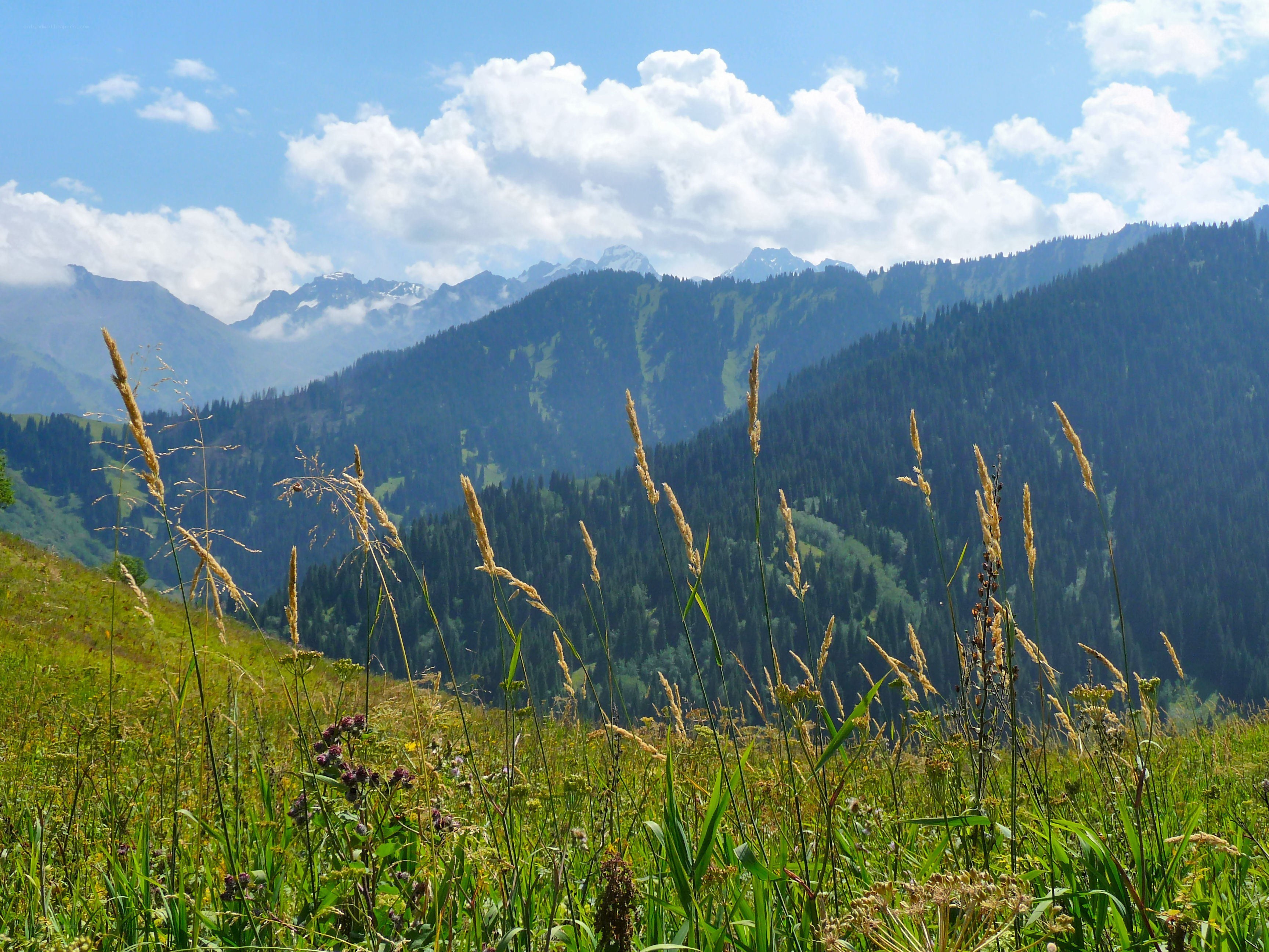 Mountain meadow with wild grasses
