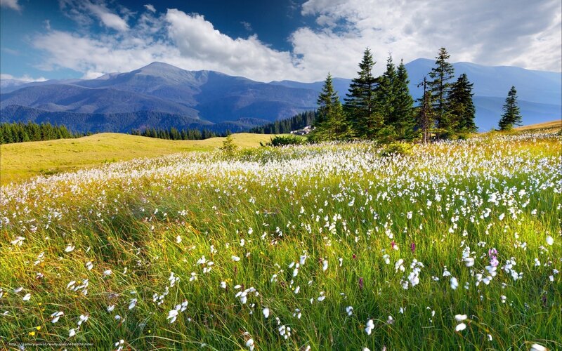 Mountain meadow with wildflowers