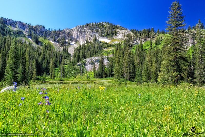 Mountain meadow with wildflowers