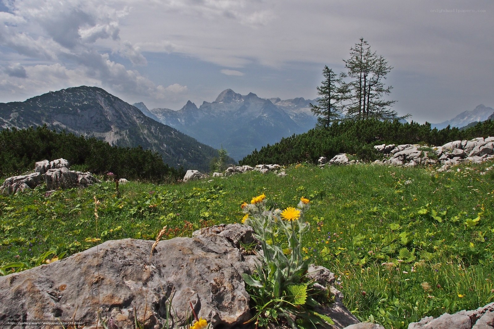 Mountain meadow with wildflowers