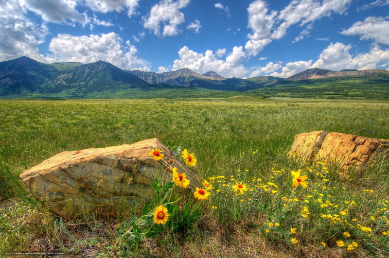 Mountain meadow with wildflowers