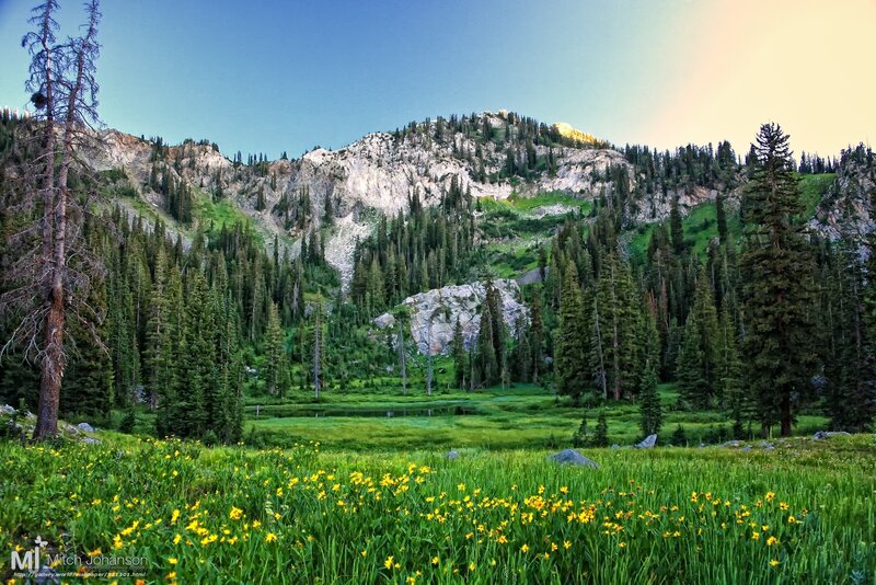 Mountain meadow with wildflowers