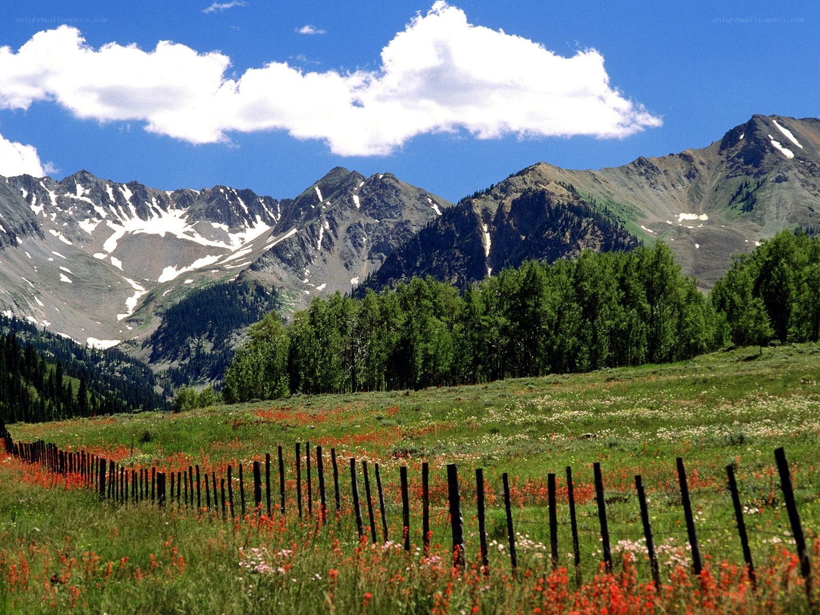 Mountain meadow with wildflowers