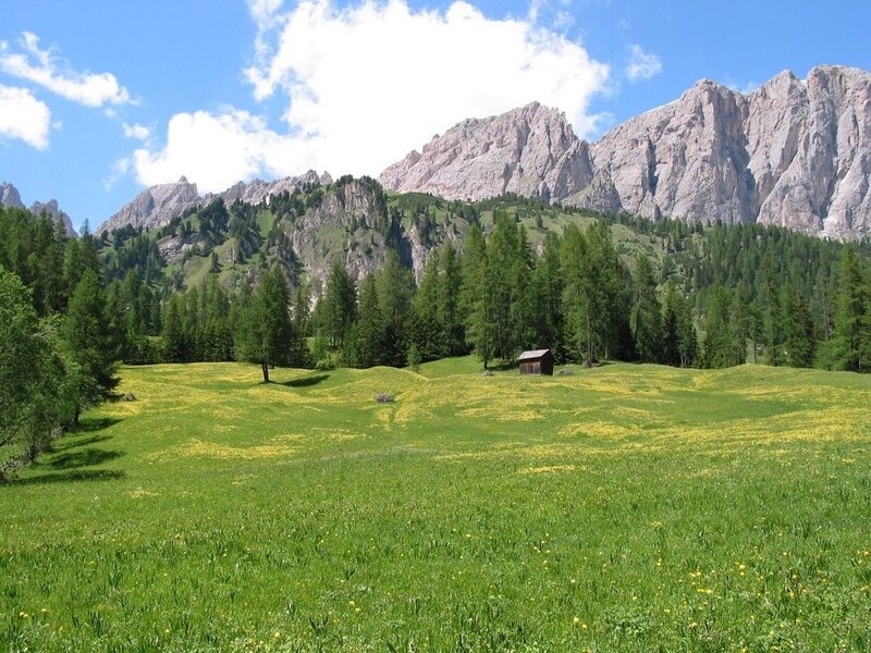 Mountain meadow with wildflowers