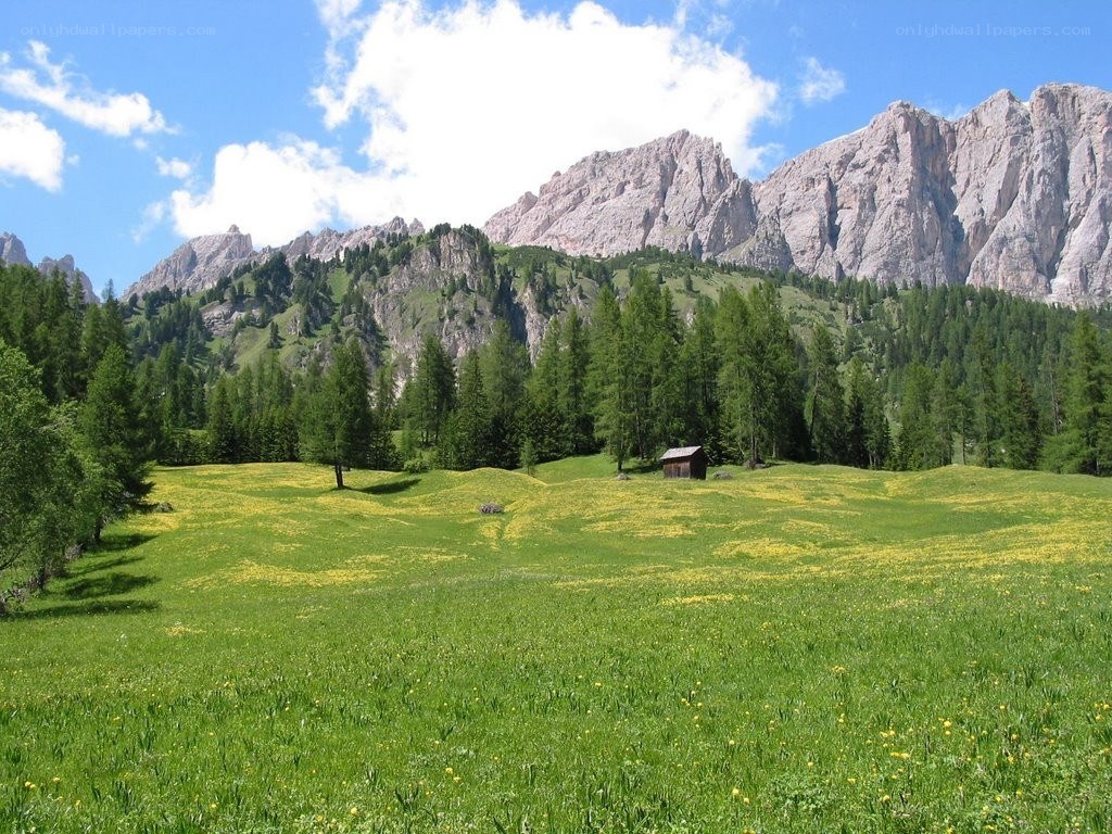 Mountain meadow with wildflowers