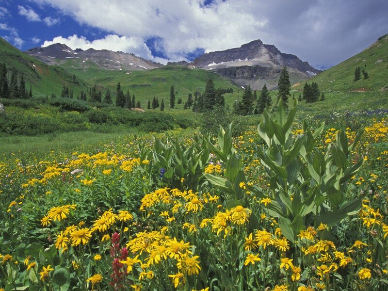 Mountain meadow with wildflowers