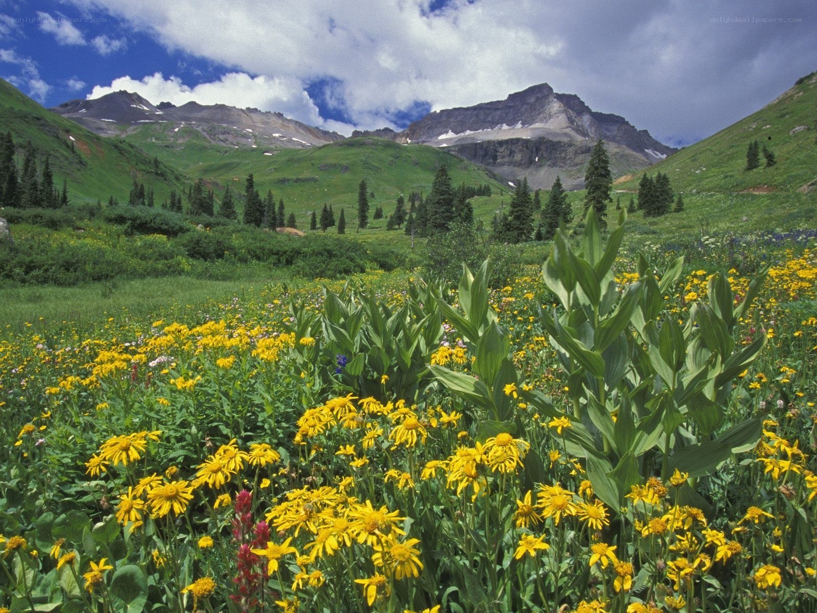Mountain meadow with wildflowers