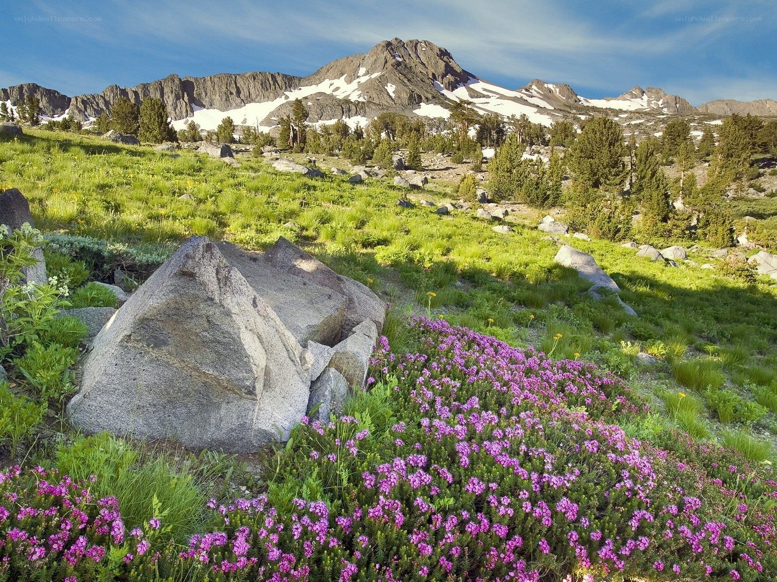 Mountain meadow with wildflowers