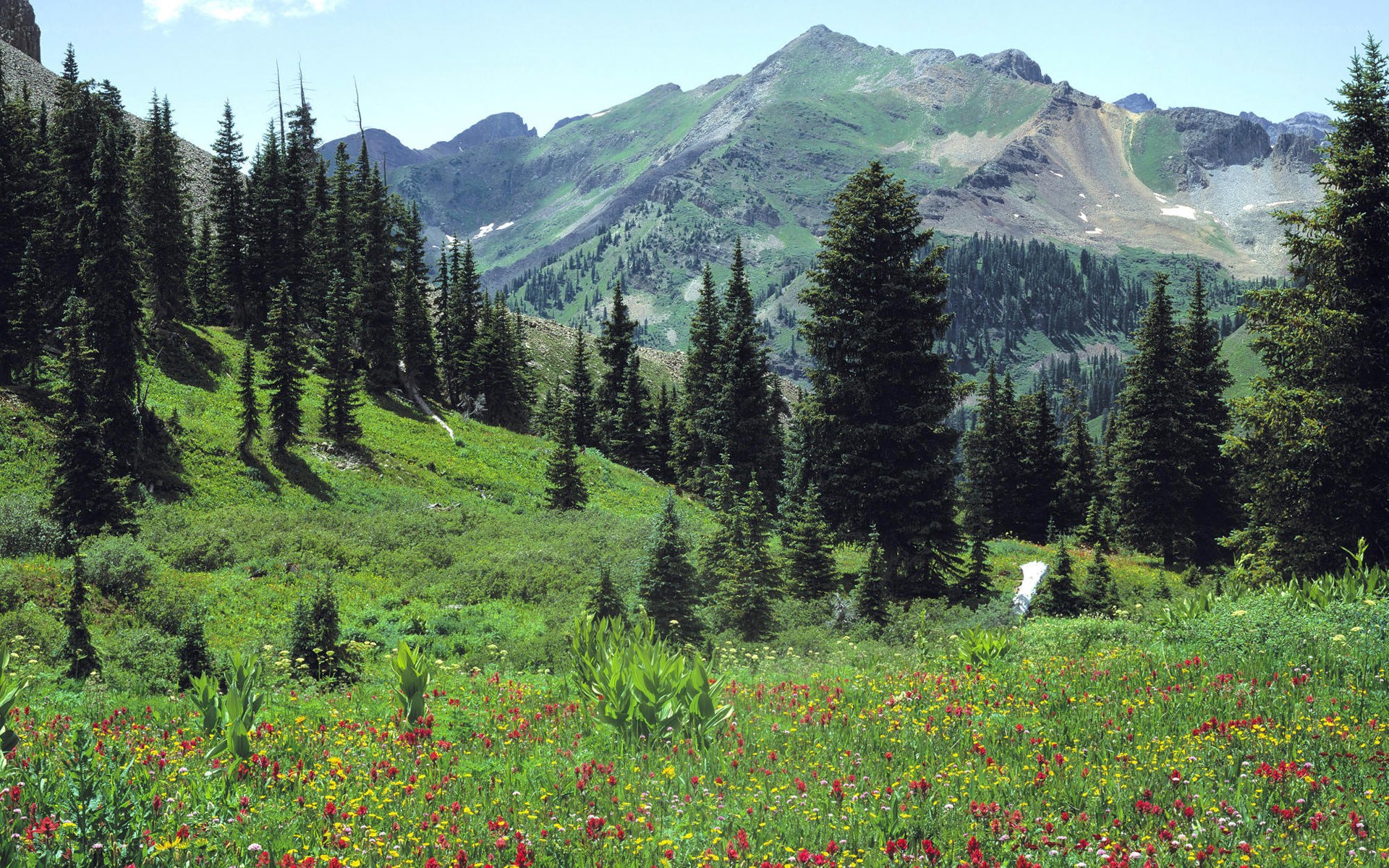 Mountain meadow with wildflowers