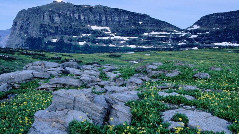 Mountain meadow with wildflowers