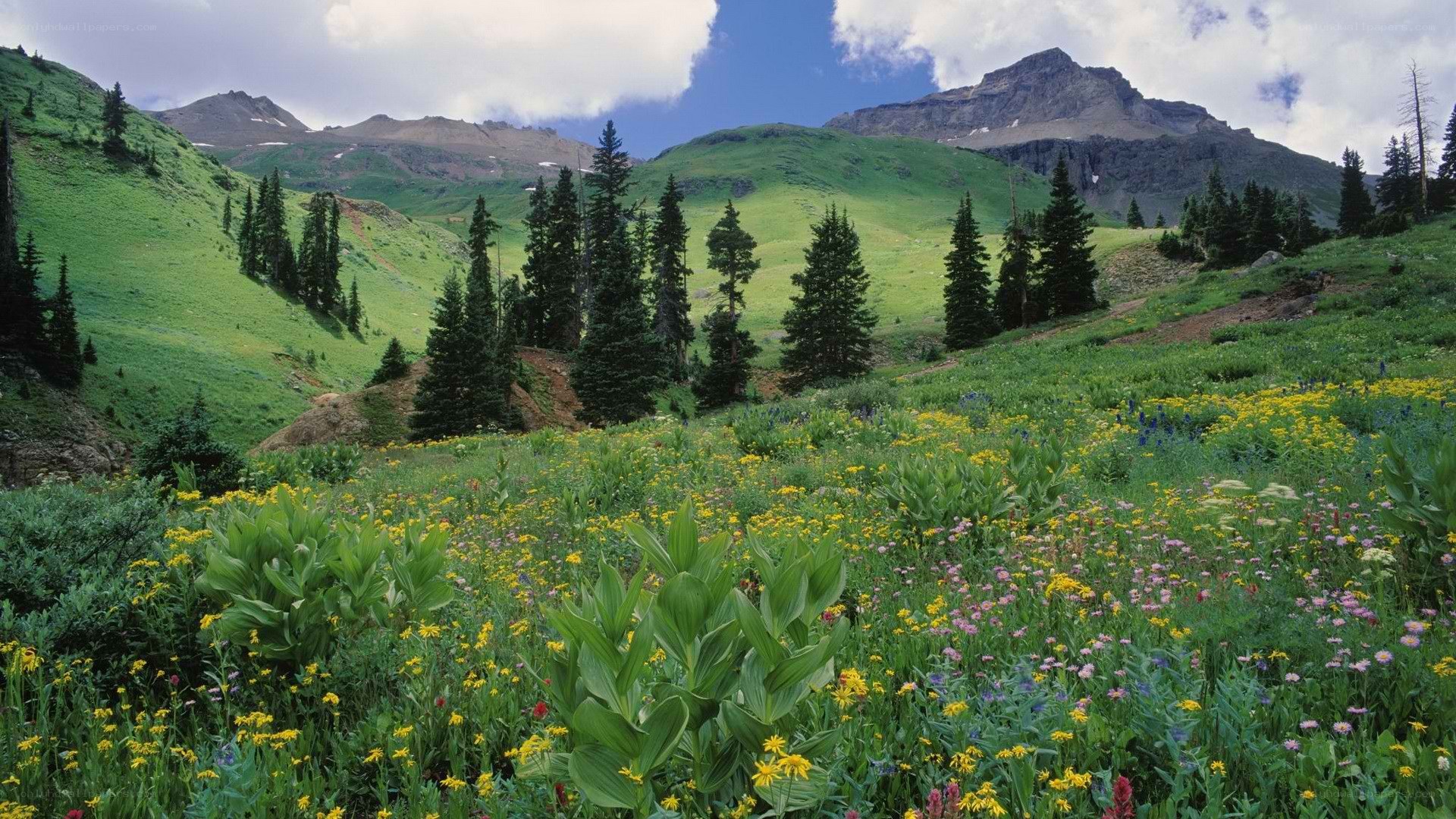 Mountain meadow with wildflowers