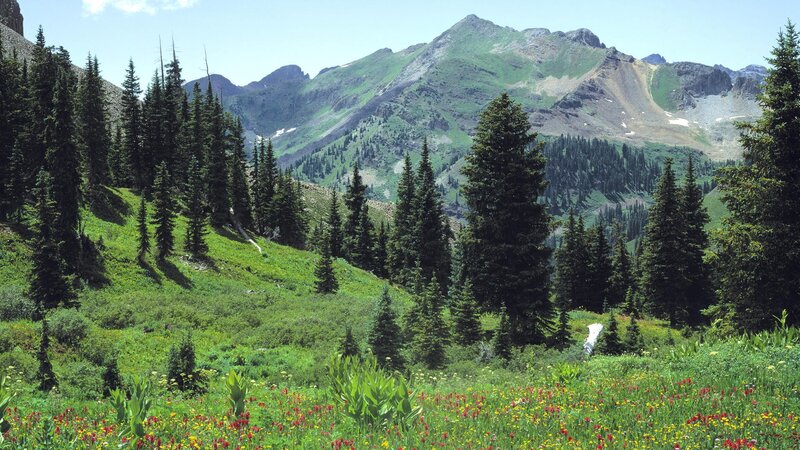 Mountain meadow with wildflowers