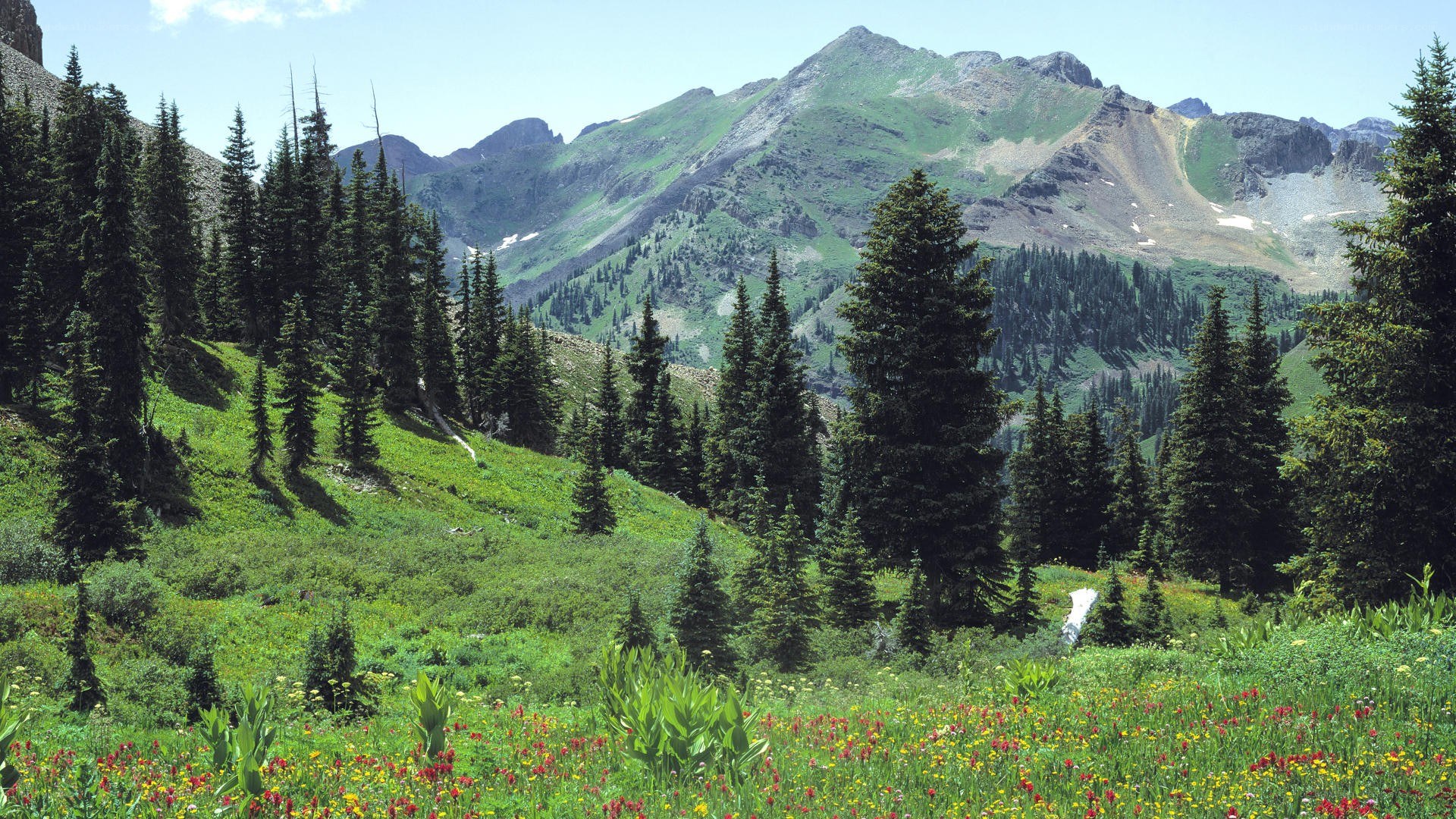 Mountain meadow with wildflowers