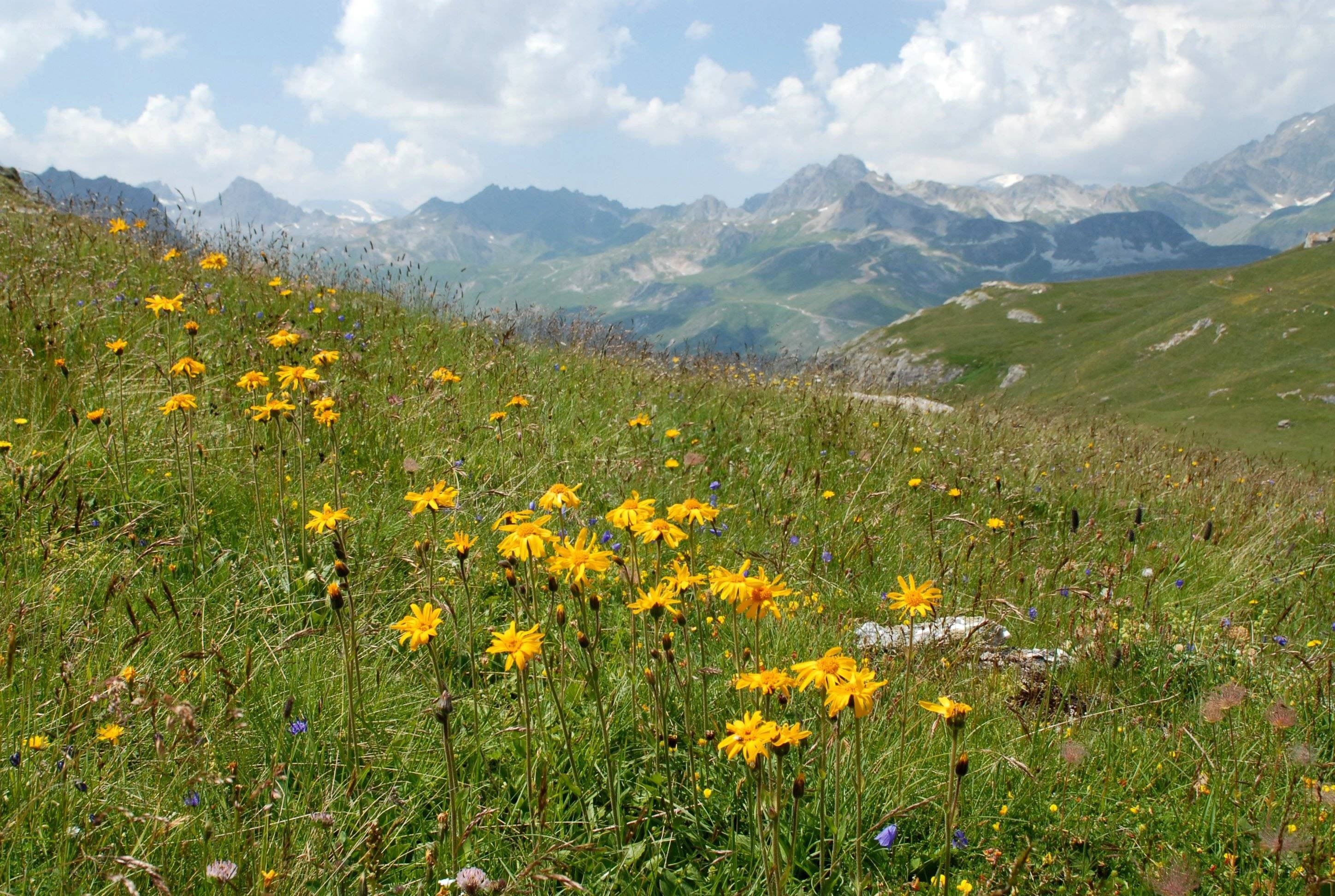 Mountain meadow with wildflowers