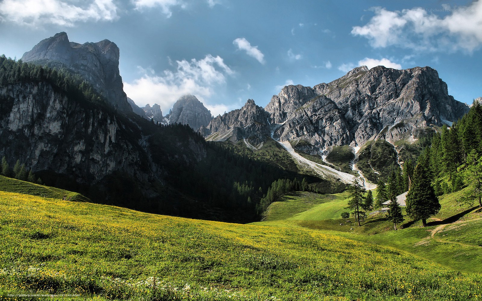 Mountain meadow with wildflowers