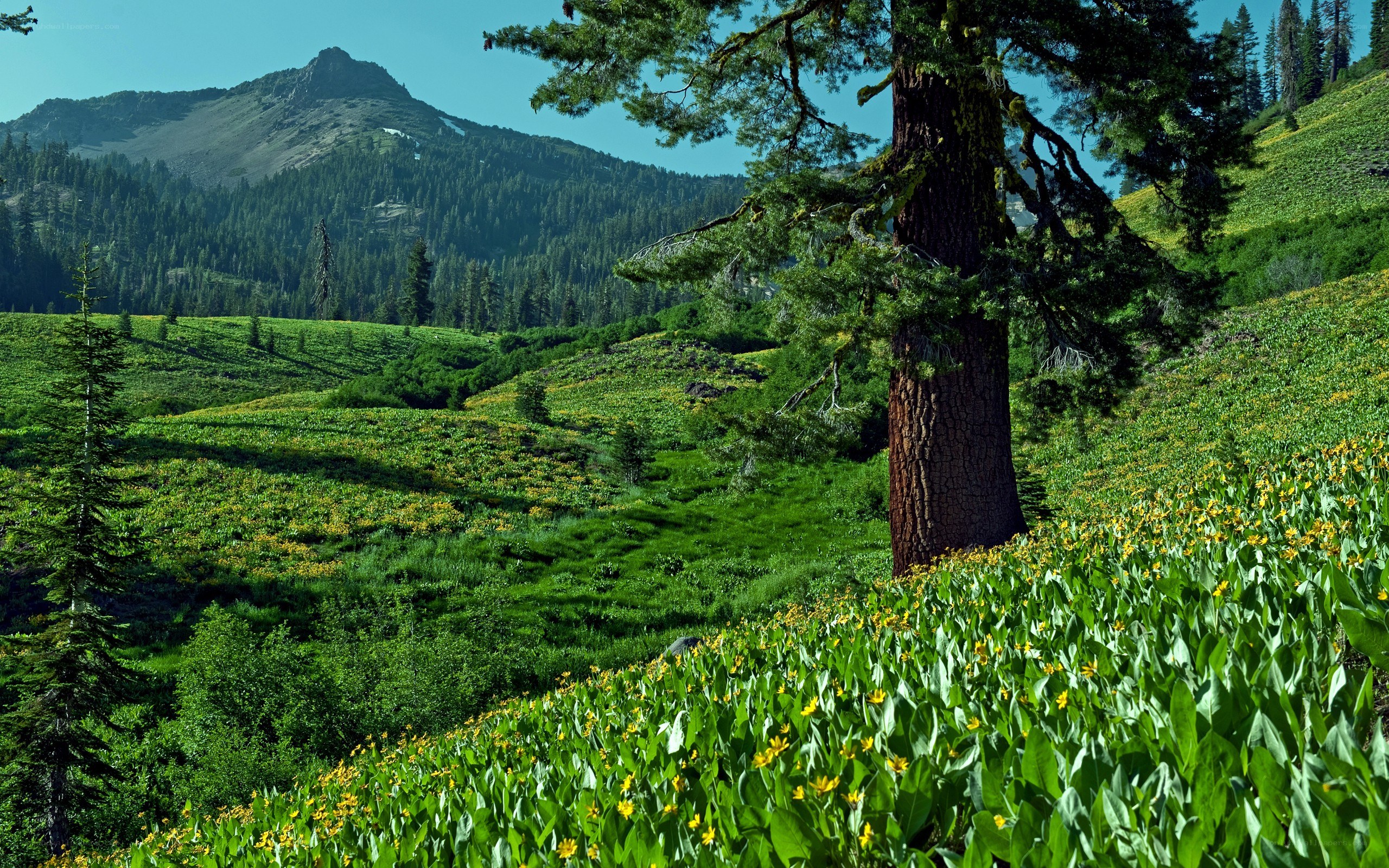 Mountain meadow with wildflowers