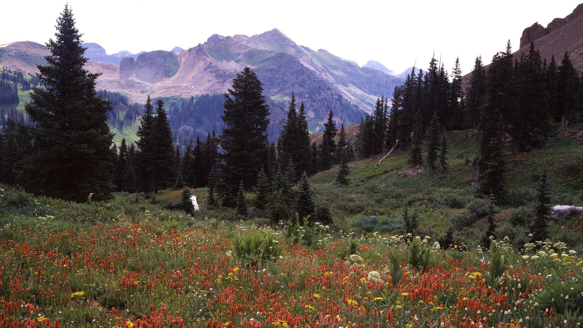 Mountain meadow with wildflowers