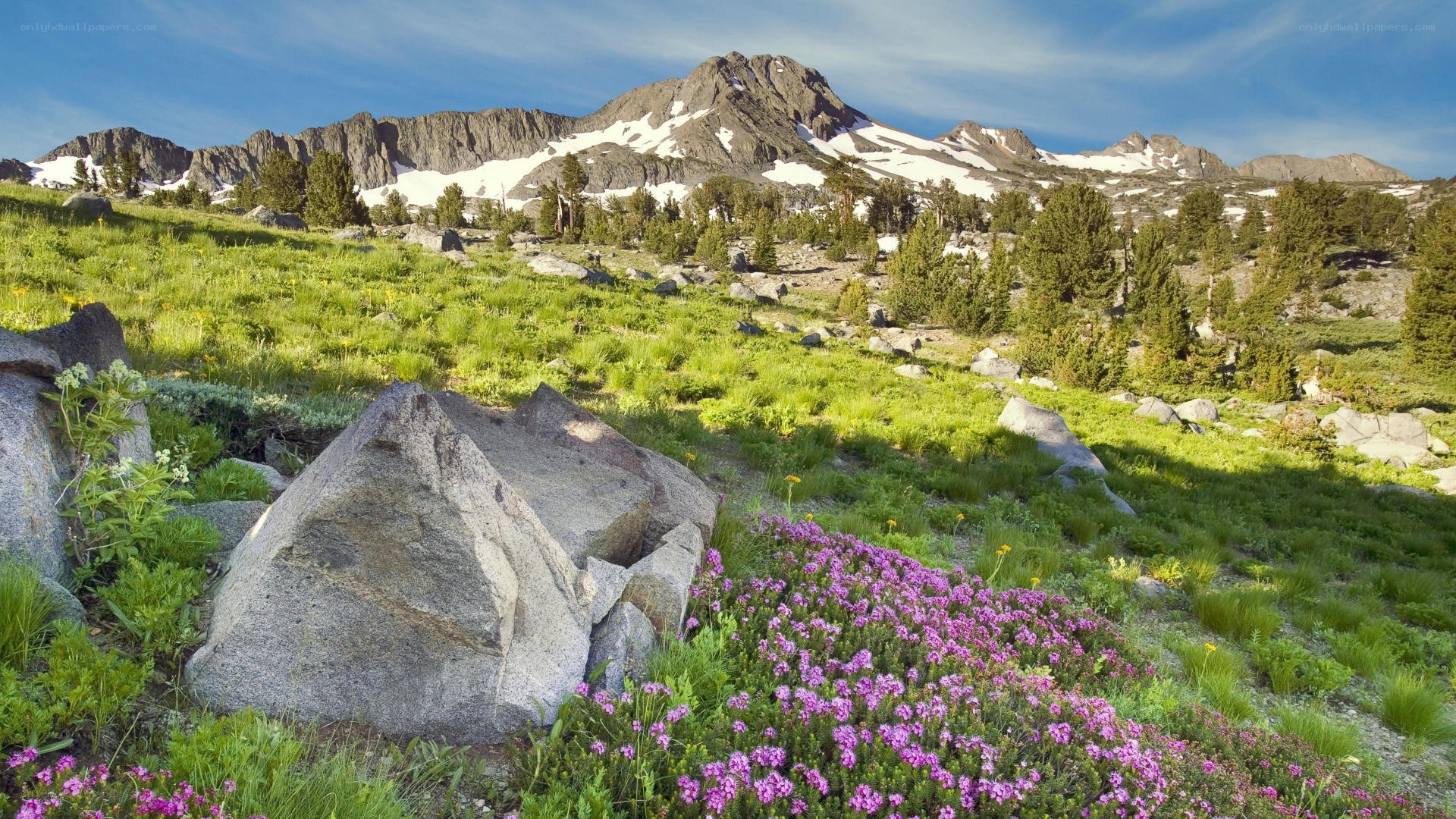 Mountain meadow with wildflowers