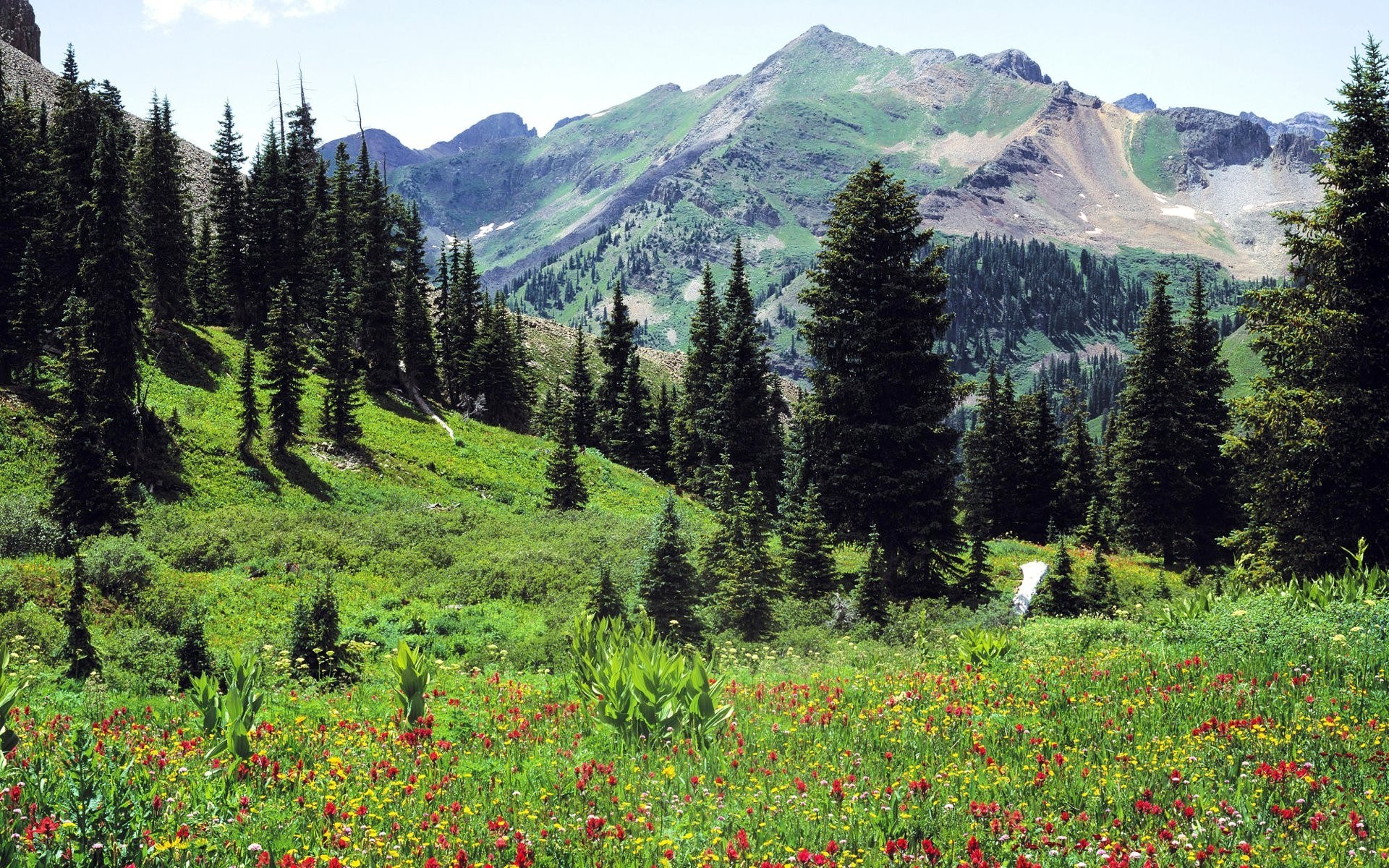 Mountain meadow with wildflowers