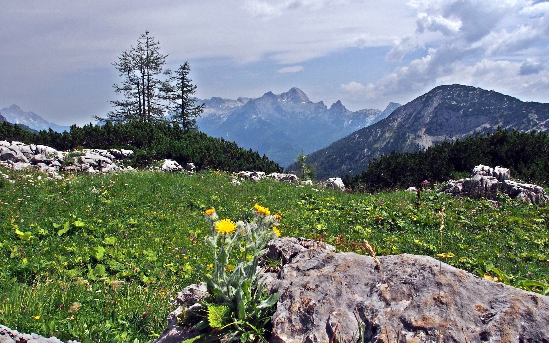 Mountain meadow with wildflowers