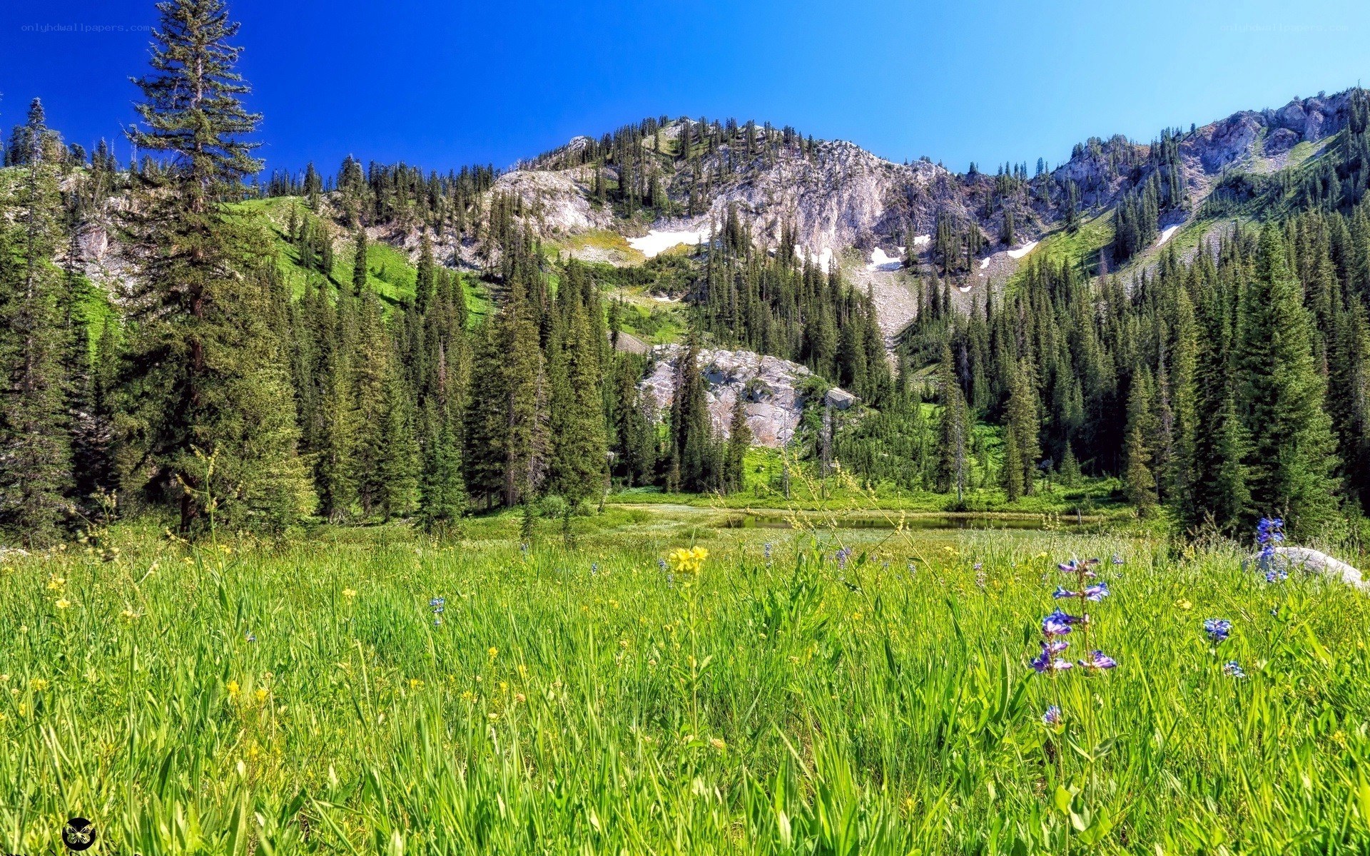 Mountain meadow with wildflowers