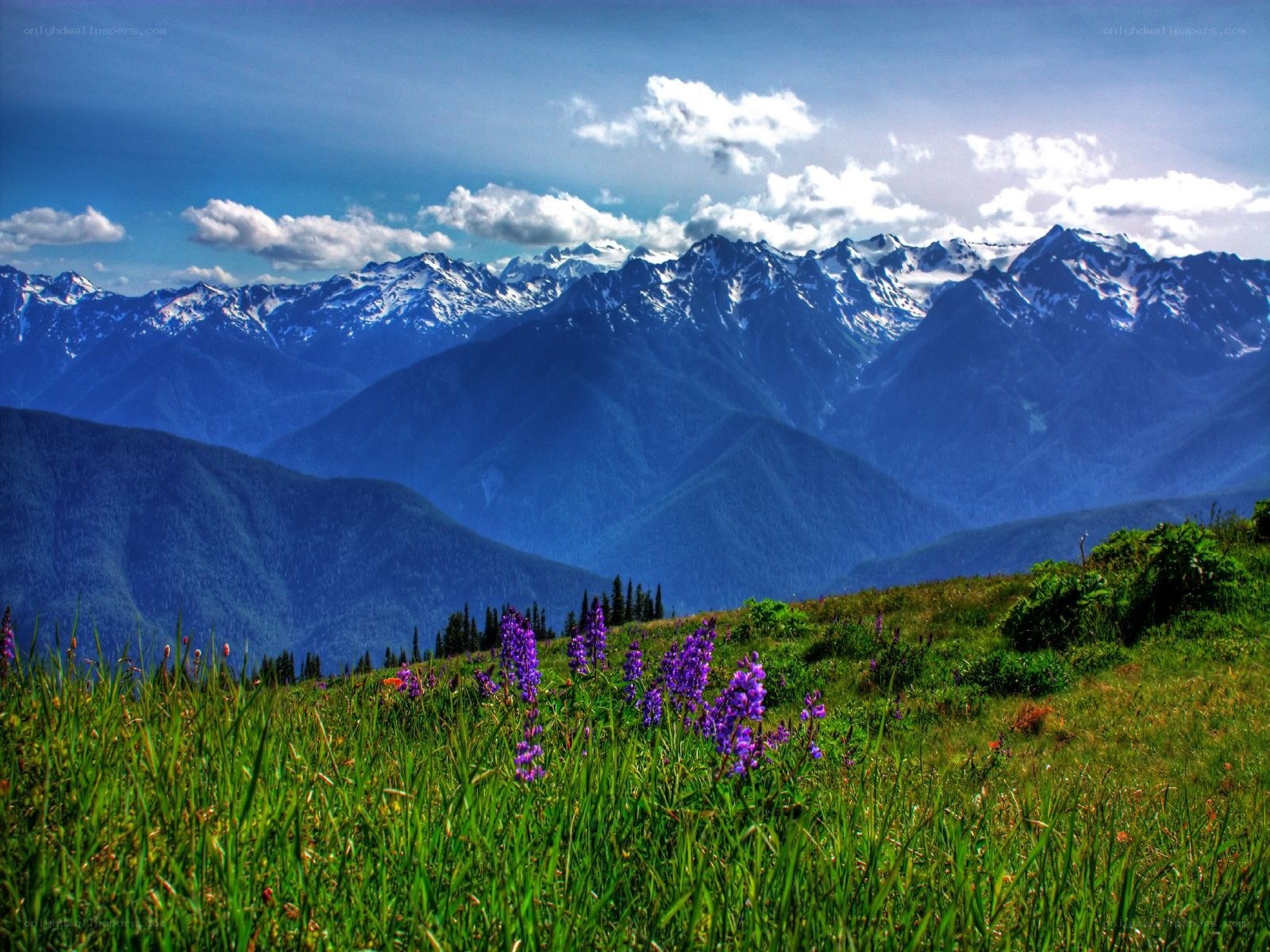 Mountain meadow with wildflowers