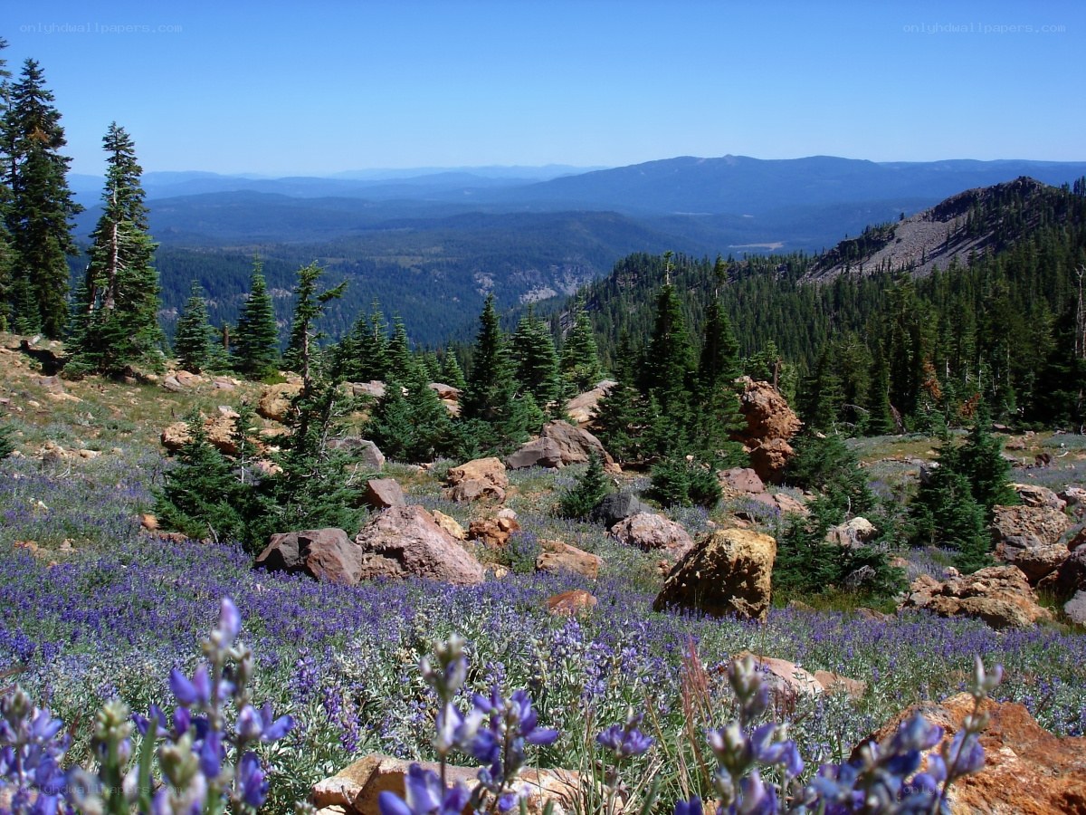 mountain meadow with wildflowers