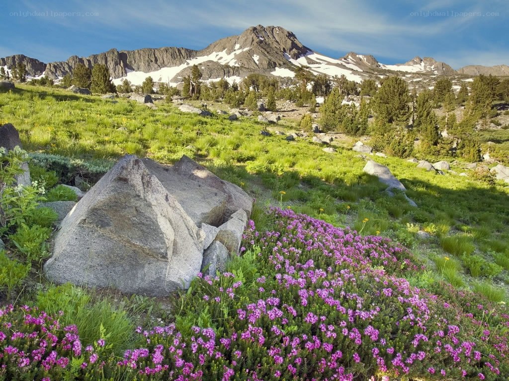 Mountain meadow with wildflowers