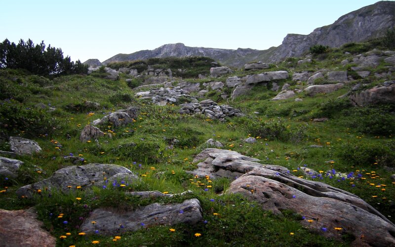 Mountain meadow with wildflowers