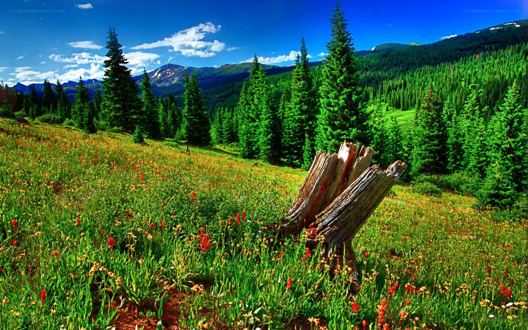 Mountain meadow with wildflowers