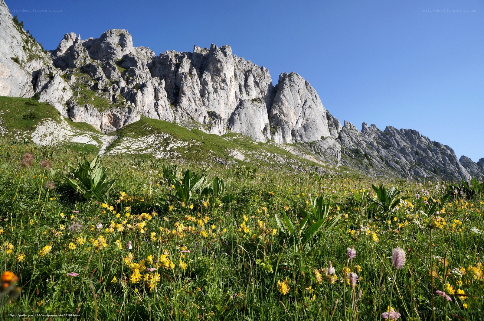 Mountain meadow with wildflowers