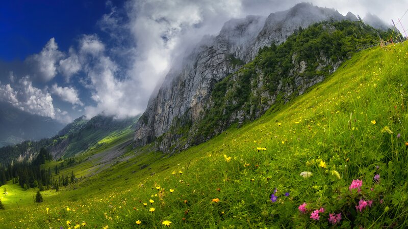 Mountain Meadow with Wildflowers — Green, Dramatic, Afternoon
