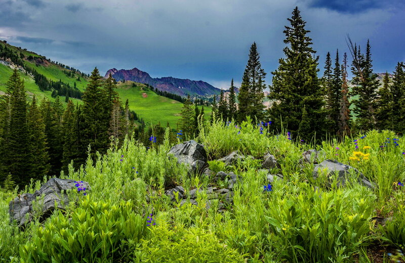 Mountain Meadow with Wildflowers — Green, Dramatic