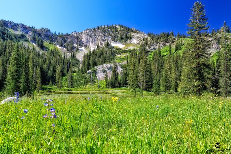 Mountain Meadow with Wildflowers — Green, Serene, Summer, Photograph, Pine Trees