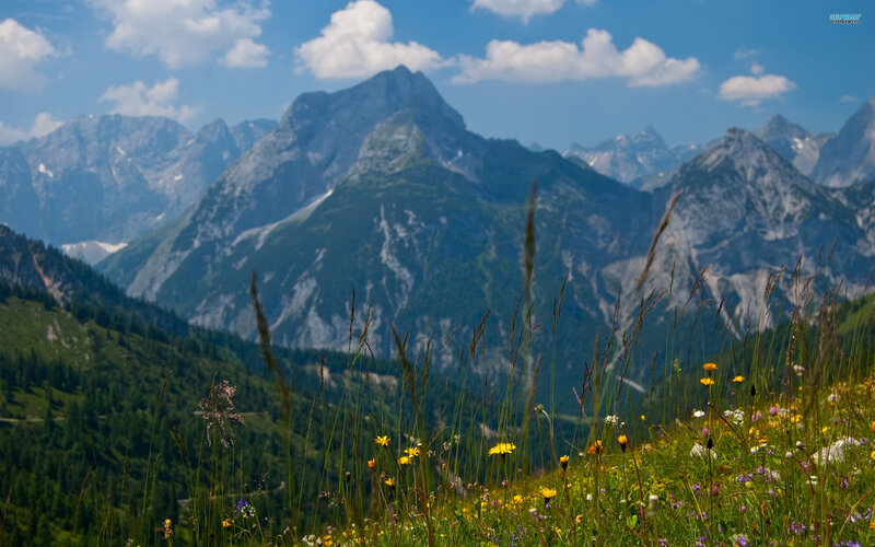 Mountain Meadow with Wildflowers — Green, Serene, Summer
