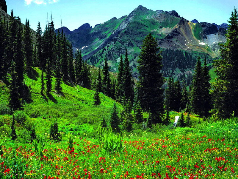 Mountain Meadow with Wildflowers — Green, Serene